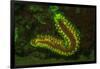 Fire Worm, Night Fluorescing, Bonaire, Caribbean-Stuart Westmorland-Framed Photographic Print