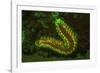 Fire Worm, Night Fluorescing, Bonaire, Caribbean-Stuart Westmorland-Framed Photographic Print