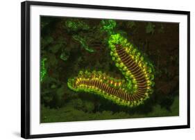 Fire Worm, Night Fluorescing, Bonaire, Caribbean-Stuart Westmorland-Framed Photographic Print