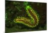 Fire Worm, Night Fluorescing, Bonaire, Caribbean-Stuart Westmorland-Mounted Photographic Print