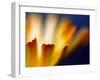 Fire-Ursula Abresch-Framed Photographic Print