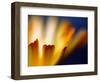 Fire-Ursula Abresch-Framed Photographic Print