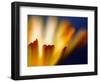 Fire-Ursula Abresch-Framed Photographic Print