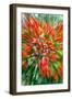 Firecracker Bush-Douglas Taylor-Framed Photographic Print