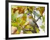 Firecrest amongst oak leaves in autumn, Finland-Markus Varesvuo-Framed Photographic Print