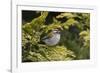 Firecrest (Regulus ignicapilla) singing,Wiltshire, England, UK, April-David Kjaer-Framed Photographic Print