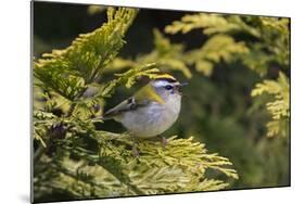 Firecrest (Regulus ignicapilla) singing,Wiltshire, England, UK, April-David Kjaer-Mounted Photographic Print