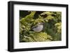 Firecrest (Regulus ignicapilla) singing,Wiltshire, England, UK, April-David Kjaer-Framed Photographic Print