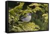 Firecrest (Regulus ignicapilla) singing,Wiltshire, England, UK, April-David Kjaer-Framed Stretched Canvas