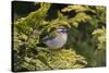 Firecrest (Regulus ignicapilla) singing,Wiltshire, England, UK, April-David Kjaer-Stretched Canvas