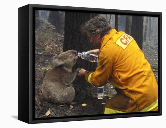 Firefighter Shares His Water an Injured Australian Koala after Wildfires Swept Through the Region-null-Framed Stretched Canvas