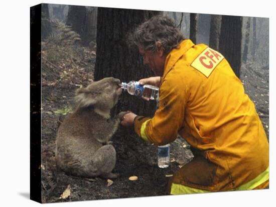 Firefighter Shares His Water an Injured Australian Koala after Wildfires Swept Through the Region-null-Stretched Canvas