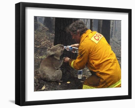 Firefighter Shares His Water an Injured Australian Koala after Wildfires Swept Through the Region-null-Framed Premium Photographic Print