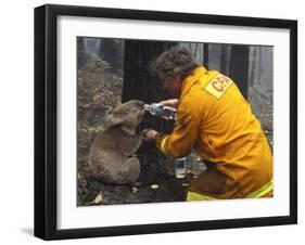 Firefighter Shares His Water an Injured Australian Koala after Wildfires Swept Through the Region-null-Framed Premium Photographic Print