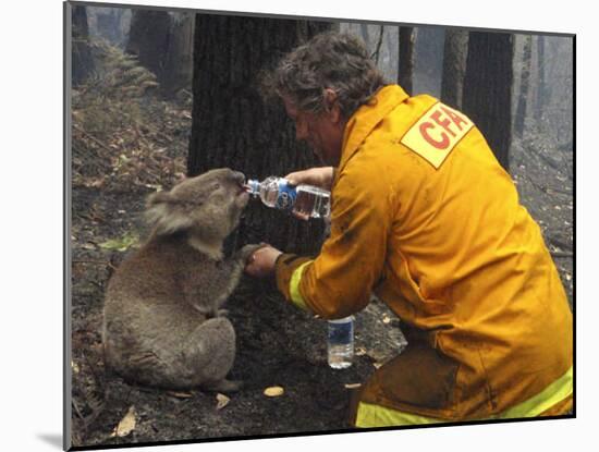 Firefighter Shares His Water an Injured Australian Koala after Wildfires Swept Through the Region-null-Mounted Premium Photographic Print