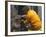 Firefighter Shares His Water an Injured Australian Koala after Wildfires Swept Through the Region-null-Framed Photographic Print