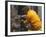 Firefighter Shares His Water an Injured Australian Koala after Wildfires Swept Through the Region-null-Framed Photographic Print