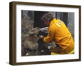 Firefighter Shares His Water an Injured Australian Koala after Wildfires Swept Through the Region-null-Framed Photographic Print