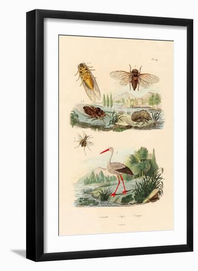 Firefly, 1833-39-null-Framed Giclee Print