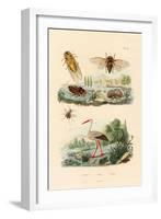 Firefly, 1833-39-null-Framed Giclee Print