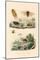 Firefly, 1833-39-null-Mounted Giclee Print