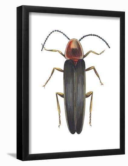 Firefly (Photinus Pyralis), Insects-Encyclopaedia Britannica-Framed Poster