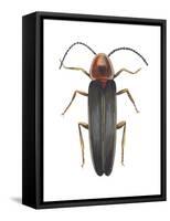 Firefly (Photinus Pyralis), Insects-Encyclopaedia Britannica-Framed Stretched Canvas