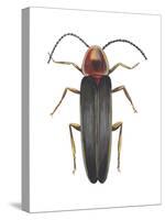 Firefly (Photinus Pyralis), Insects-Encyclopaedia Britannica-Stretched Canvas