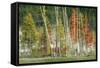 Firehole Lakeside Trees, Yellowstone-Vincent James-Framed Stretched Canvas