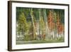 Firehole Lakeside Trees, Yellowstone-Vincent James-Framed Photographic Print