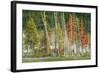 Firehole Lakeside Trees, Yellowstone-Vincent James-Framed Photographic Print