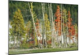 Firehole Lakeside Trees, Yellowstone-Vincent James-Mounted Photographic Print