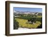 Firestone Winery Vineyards-Stuart Black-Framed Photographic Print