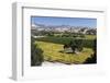 Firestone Winery Vineyards-Stuart Black-Framed Photographic Print