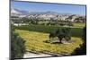 Firestone Winery Vineyards-Stuart Black-Mounted Photographic Print