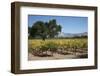 Firestone Winery Vineyards-Stuart Black-Framed Photographic Print