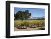 Firestone Winery Vineyards-Stuart Black-Framed Photographic Print