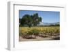 Firestone Winery Vineyards-Stuart Black-Framed Photographic Print