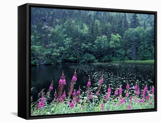 Fireweed and Forest Along Inside Passage, Alaska, USA-Paul Souders-Framed Stretched Canvas