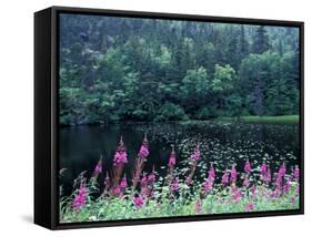 Fireweed and Forest Along Inside Passage, Alaska, USA-Paul Souders-Framed Stretched Canvas