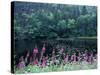 Fireweed and Forest Along Inside Passage, Alaska, USA-Paul Souders-Stretched Canvas