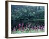 Fireweed and Forest Along Inside Passage, Alaska, USA-Paul Souders-Framed Photographic Print