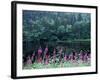 Fireweed and Forest Along Inside Passage, Alaska, USA-Paul Souders-Framed Photographic Print