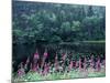 Fireweed and Forest Along Inside Passage, Alaska, USA-Paul Souders-Mounted Photographic Print