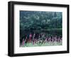 Fireweed and Forest Along Inside Passage, Alaska, USA-Paul Souders-Framed Photographic Print