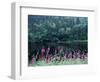 Fireweed and Forest Along Inside Passage, Alaska, USA-Paul Souders-Framed Photographic Print