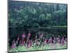 Fireweed and Forest Along Inside Passage, Alaska, USA-Paul Souders-Mounted Photographic Print