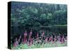 Fireweed and Forest Along Inside Passage, Alaska, USA-Paul Souders-Stretched Canvas