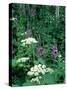 Fireweed and Lace Wildflowers, Snowmass, CO-David Carriere-Stretched Canvas