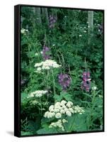 Fireweed and Lace Wildflowers, Snowmass, CO-David Carriere-Framed Stretched Canvas